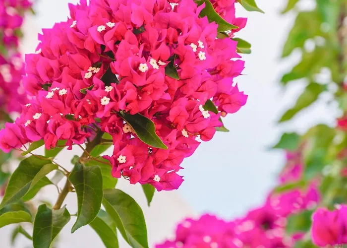 Апартаменты Marina