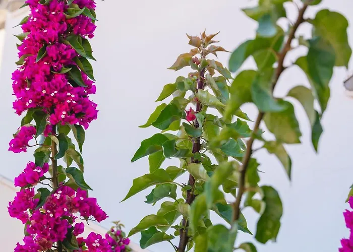 Апартаменты Marina Лефкада